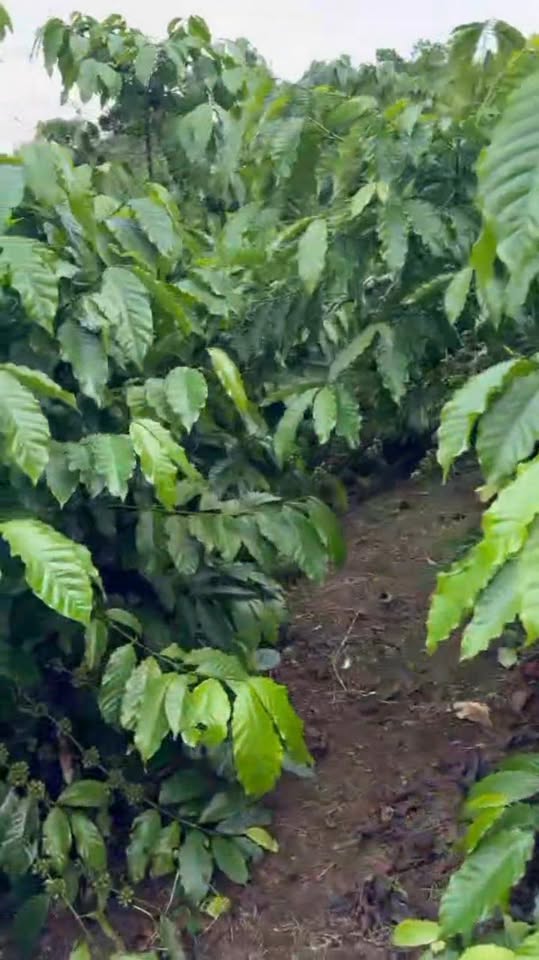 Đất 14.000m² tại thôn 7, Lộc Quảng, Bảo Lâm - Giá 8.4 tỷ, chính chủ!