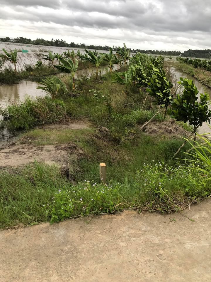 Đất nền xã Đông Bình, Bình Minh 1000m² - Giá thỏa thuận hấp dẫn!