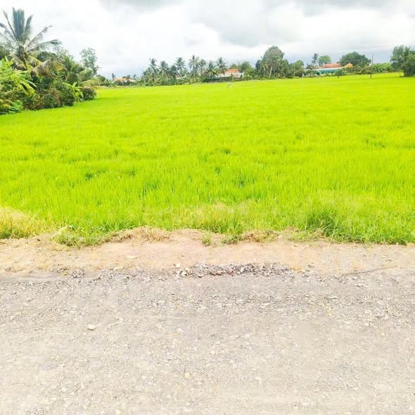 Đất nông nghiệp 7 công tại Mỹ Thạnh, Thủ Thừa, Long An - Giá chỉ 2.31 tỷ - View sông tuyệt đẹp!