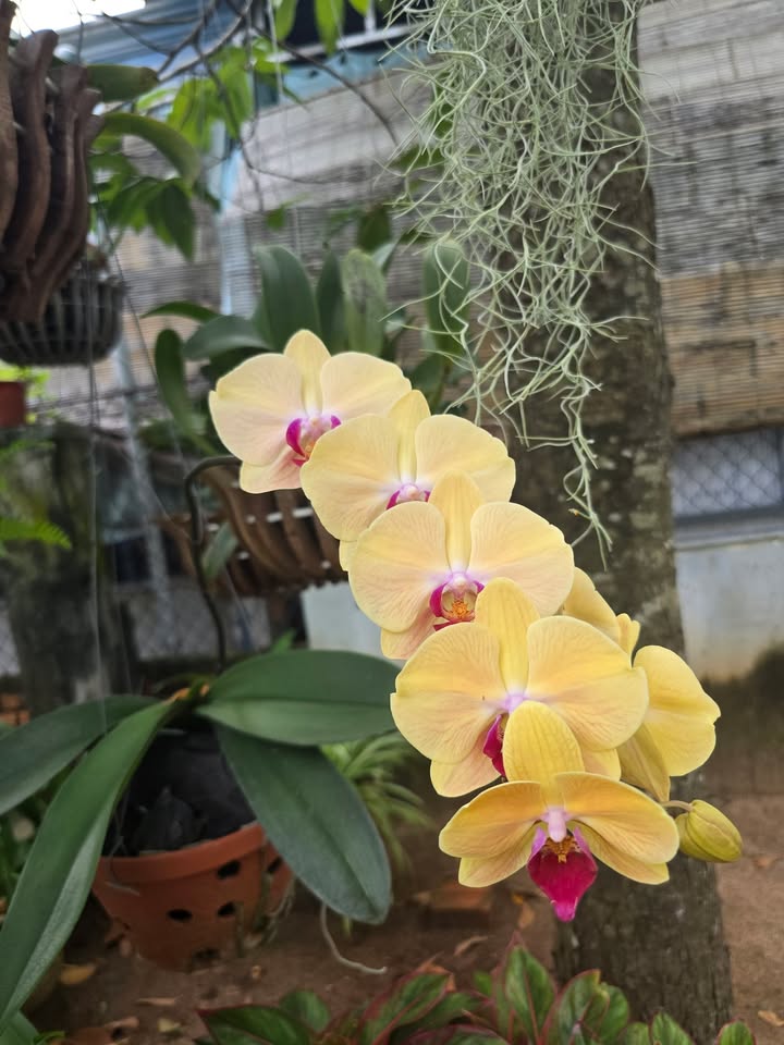 Đất vườn Phước Long Thọ 620m² giá 460 triệu - Đầu tư sinh lời hấp dẫn!