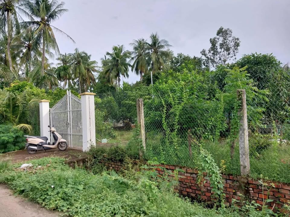 Đất vườn sầu riêng Tân Châu 1203m² giá 1 tỷ - Tiềm năng đầu tư cao!