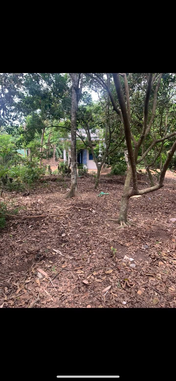 Đất thổ cư Phú Hội Nhơn Trạch 288m² giá 2 tỷ - Sổ đỏ chính chủ, ô tô vào tận nơi!