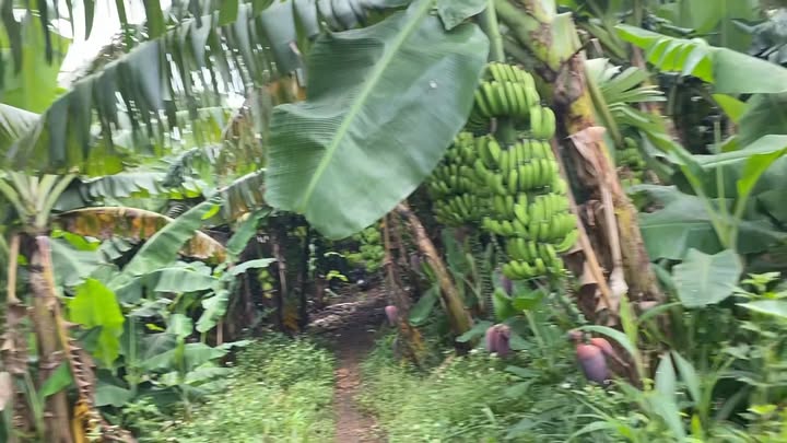 Đất Bàu Hàm Trảng Bom 3.000m² giá 1.05 tỷ - Đầu tư sinh lời!