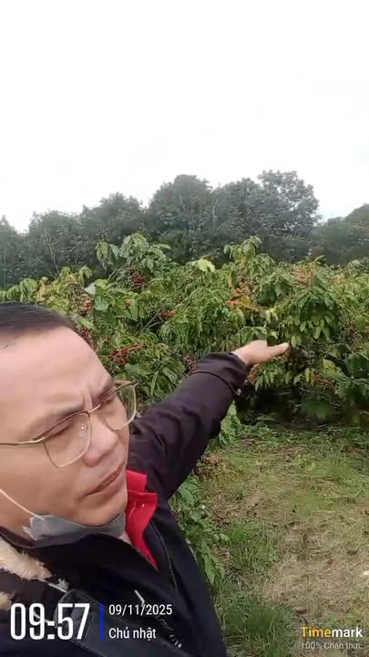 Farm 1,6ha Đắk Mâm, Krông Nô - Mặt tiền đường bê tông lớn, giá hợp lý!