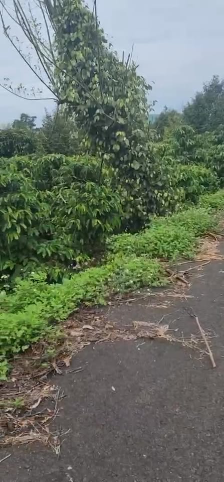 Đất nền mặt tiền Trịnh Hoài Đức, Bảo Lộc 10800m² giá 3.8 tỷ - Cơ hội đầu tư tuyệt vời!