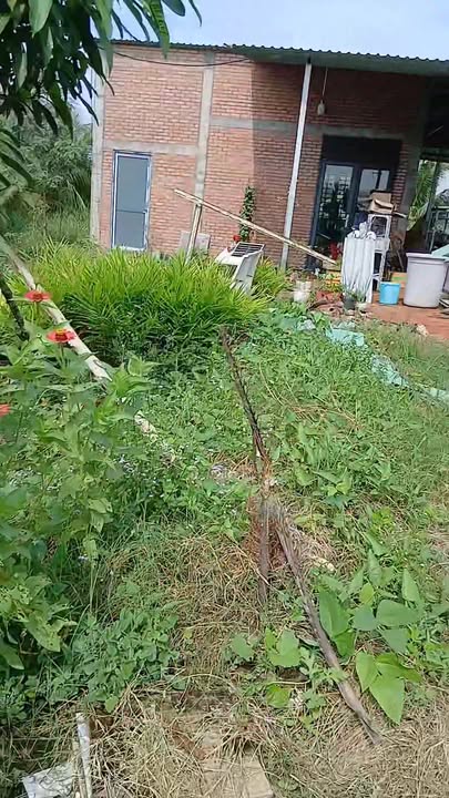 Farm 5800m² tại Phước Tân Hưng, Châu Thành, Long An - Giá 5.3 tỷ - Đầy đủ tiện nghi, sẵn sàng vào ở!