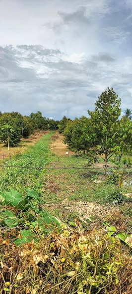 Bán vườn sầu riêng 1.440m² tại Trường Long, Cần Thơ - Đầu tư sinh lời ngay!