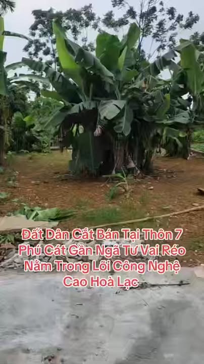 Đất nền thổ cư thôn 7, xã Phú Cát, huyện Quốc Oai, 141m² - Sổ đỏ chính chủ!