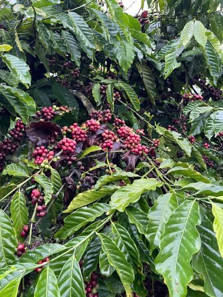 Đất Ninh Gia, Đức Trọng, Lâm Đồng 18.000m² giá 2 tỷ - Cơ hội đầu tư sinh lời!