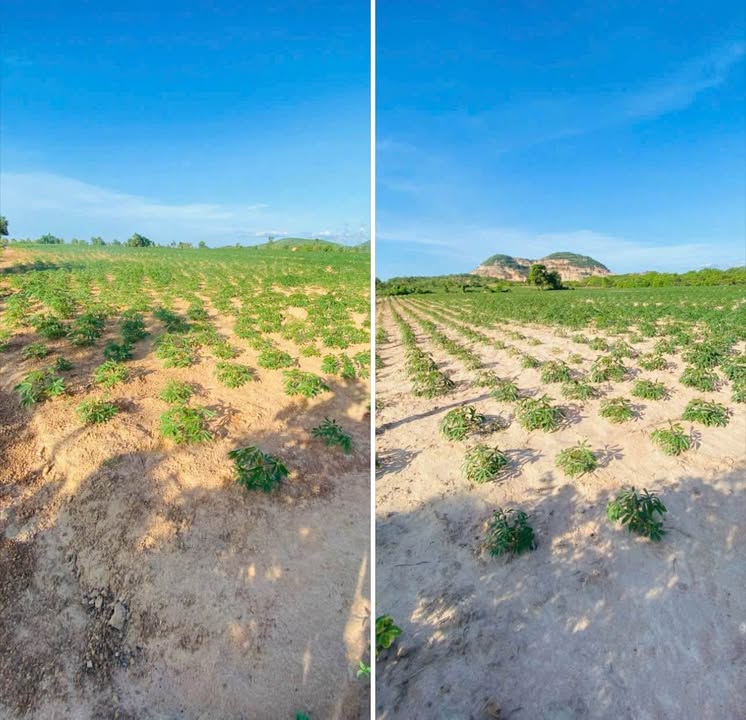 Đất cây trồng đẹp 13.000m² xã Bình Tân giá 1.8 tỷ - Đầu tư sinh lời ngay!