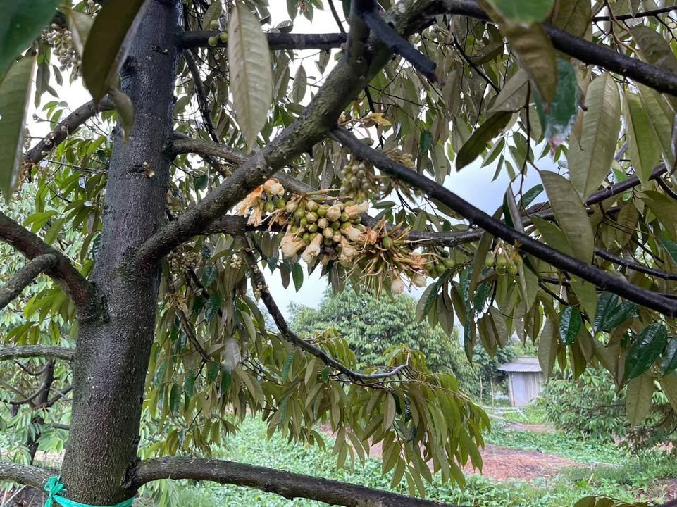 Bán vườn sầu riêng 7187m² đường ĐT 926 Cần Thơ chỉ 1 tỷ - Cơ hội đầu tư hiếm có!