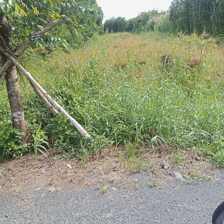 Đất nền Tỉnh lộ 940, xã Long Hưng, 1000m² giá 800 triệu - Đầu tư sinh lời ngay!