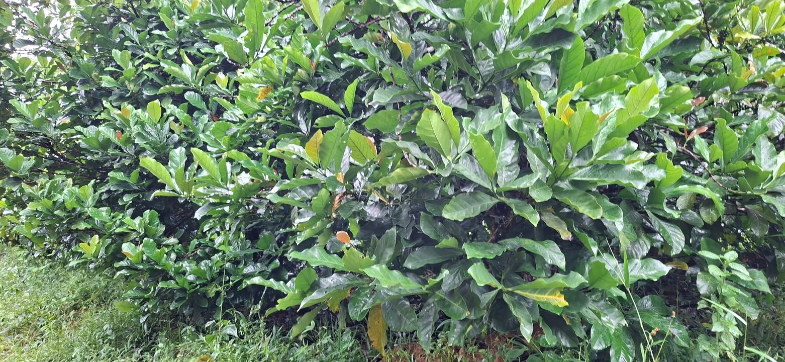 Đất nền 5000m² tại xã Tân Liên, Hướng Hóa - Chỉ 500 triệu, sổ đỏ chính chủ!