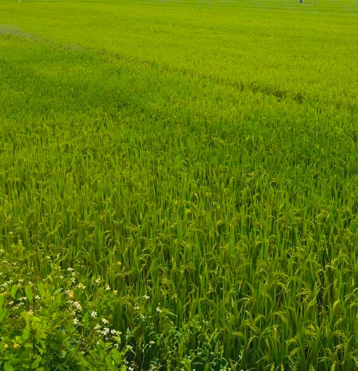 Đất Cẩm Thanh Hội An 1500m² - Tiềm năng phát triển homestay lý tưởng!