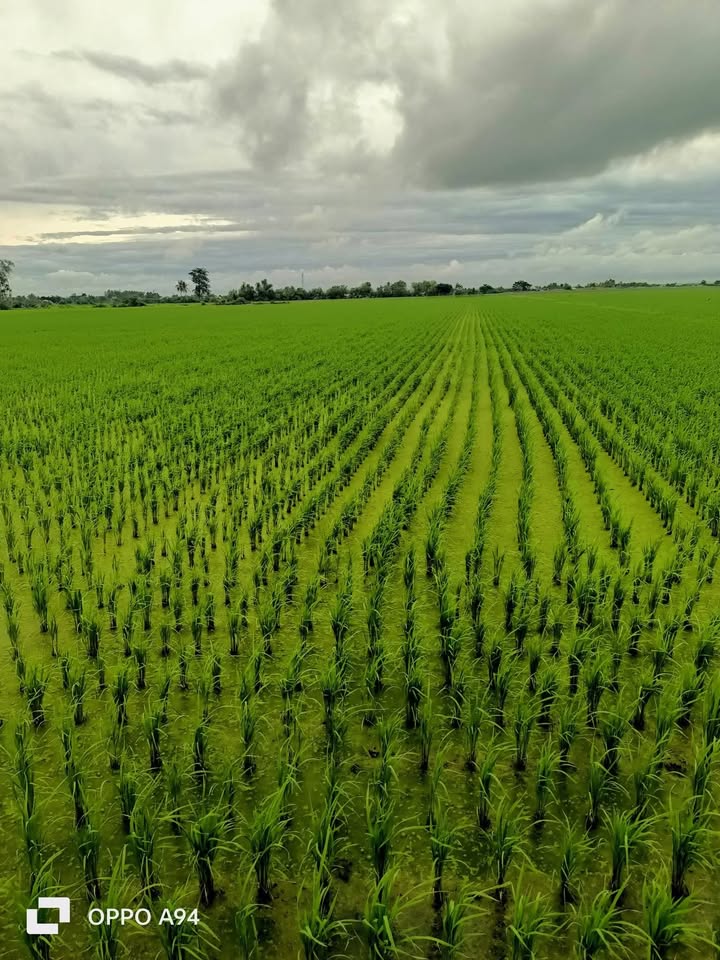 Đất ruộng 65.000m² Tân Hội Trung, Cao Lãnh - Giá chỉ 180 triệu, thương lượng ngay!