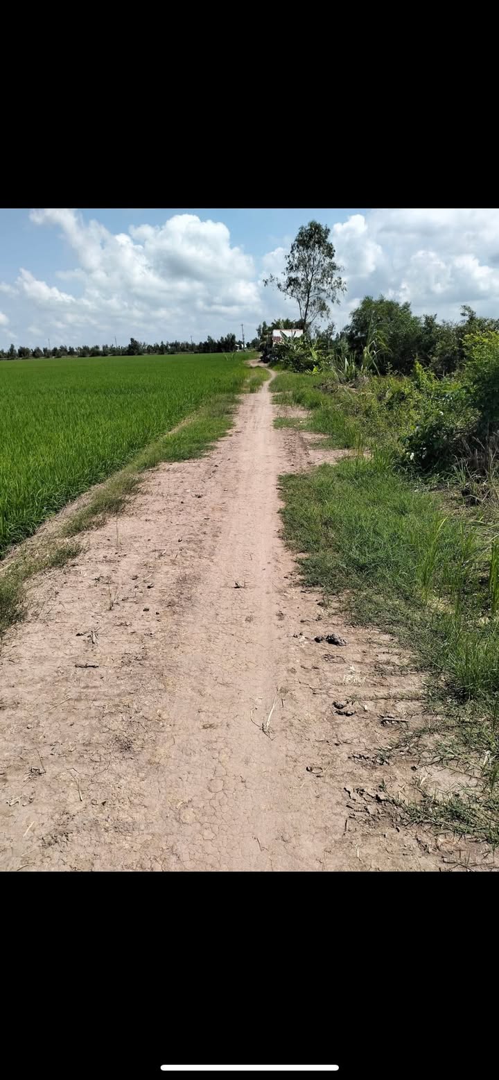 Đất nông nghiệp 53 công tại Mỹ Hòa, Tháp Mười - Giá chỉ 9.01 tỷ!