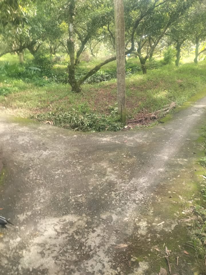 Đất nền xã Phú Phong 1.000m² giá 650 triệu - Cơ hội đầu tư tốt!