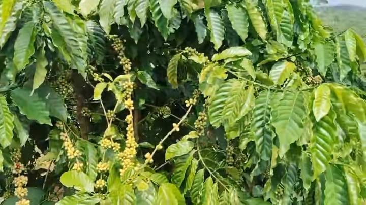 Farm đất 28.892m² tại Nhân Đạo, Đắk Nông giá chỉ 4.35 tỷ - Cơ hội đầu tư tuyệt vời!