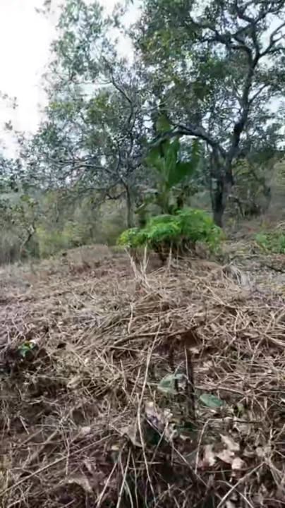 Đất nền 1ha tại Thọ Sơn, Bù Đăng - Giá chỉ 1.6 tỷ VND, cơ hội đầu tư hấp dẫn!