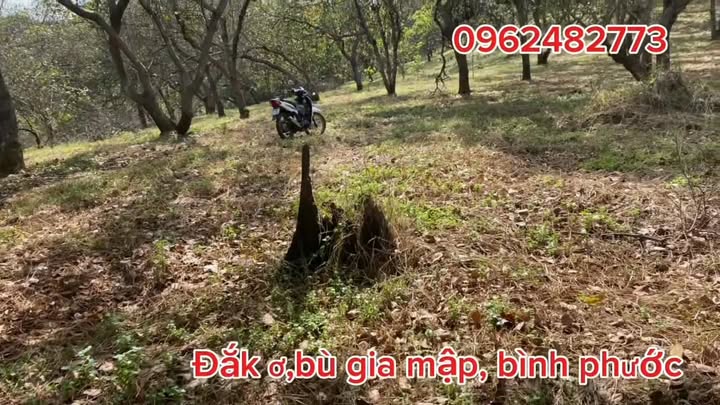 Đất nền Đăk Ơ Bù Gia Mập 10.000m² giá 750 triệu - Sổ đỏ chính chủ, thoát nước tốt!