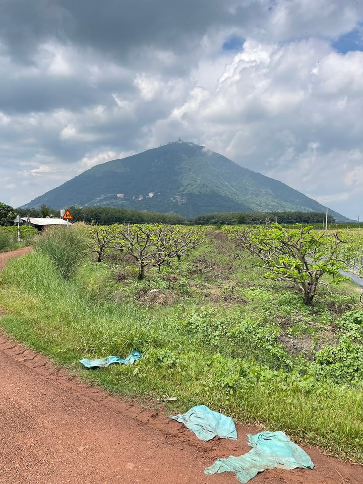 Đất nền Suối Đá, Dương Minh Châu, 1135m² giá 540 triệu - Vị trí đẹp, tiềm năng phát triển!