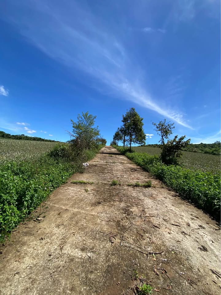 Đất nền mặt tiền Trường Sa, phường Diên Hồng, 160m² - Giá chỉ 400 triệu