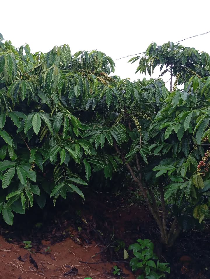 Đất thổ cư 8800m² Tân Hà Lâm Hà giá chỉ 5.28 tỷ - Cơ hội đầu tư tuyệt vời!