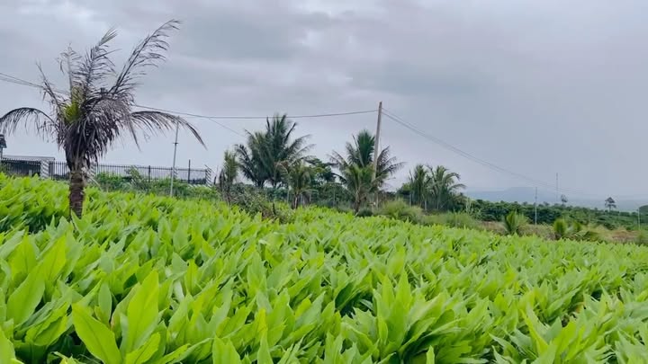 Đất thổ cư 2200m² xã Tân Hà Lâm Hà giá 1.65 tỷ - Cơ hội đầu tư sinh lời!