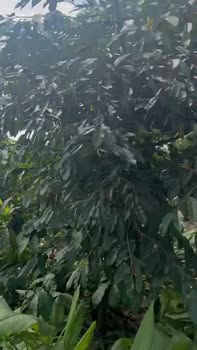 Đất vườn 7 sào tại Xuân Phú, Ea Kar - Giá hời chỉ 2.319 tỷ!