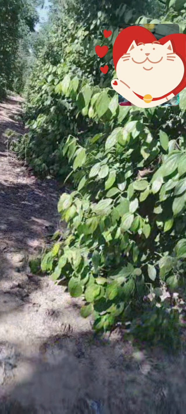 Đất nông nghiệp Thôn 2, xã Cư Ni, Ea Kar 12.000m² giá 2.2 tỷ - Vị trí đẹp, thuận tiện kinh doanh!