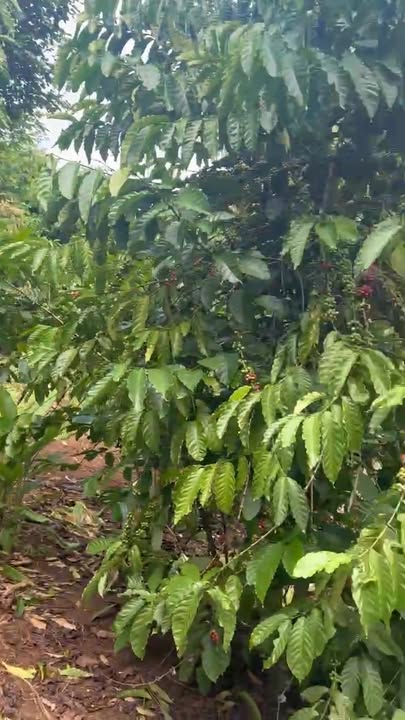 Đất Farm Xuân Phú Ea Kar 7000m² - Tiềm năng đầu tư lớn!