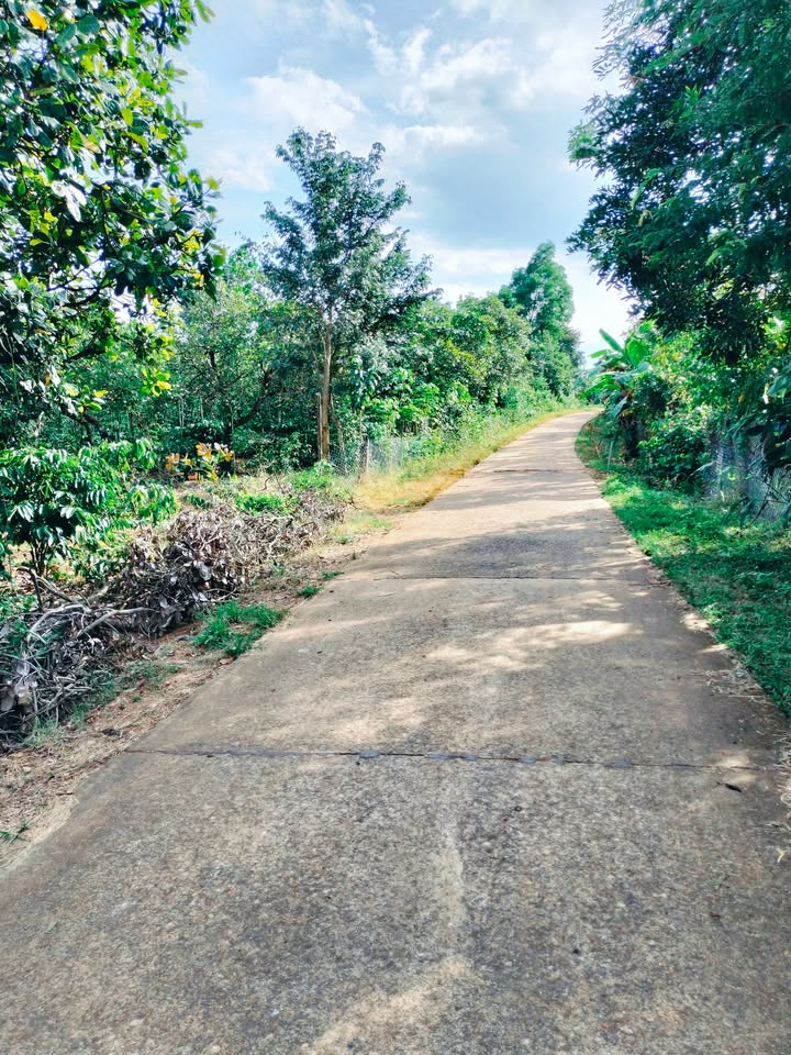 Đất mặt tiền đường bê tông xã Ea Nuôl 150m² giá chỉ 375 triệu - Cơ hội đầu tư tuyệt vời!