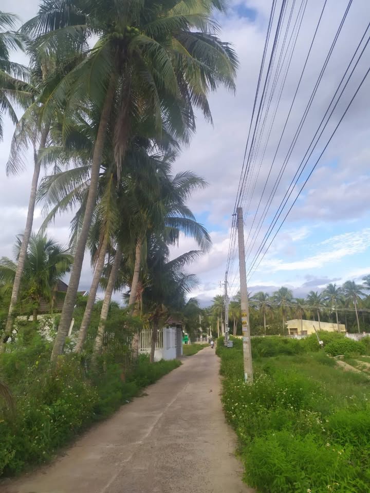 Bán đất vườn dừa xã Hàm Thuận 1360m² giá 1.15 tỷ - Địa điểm lý tưởng cho nhà vườn!