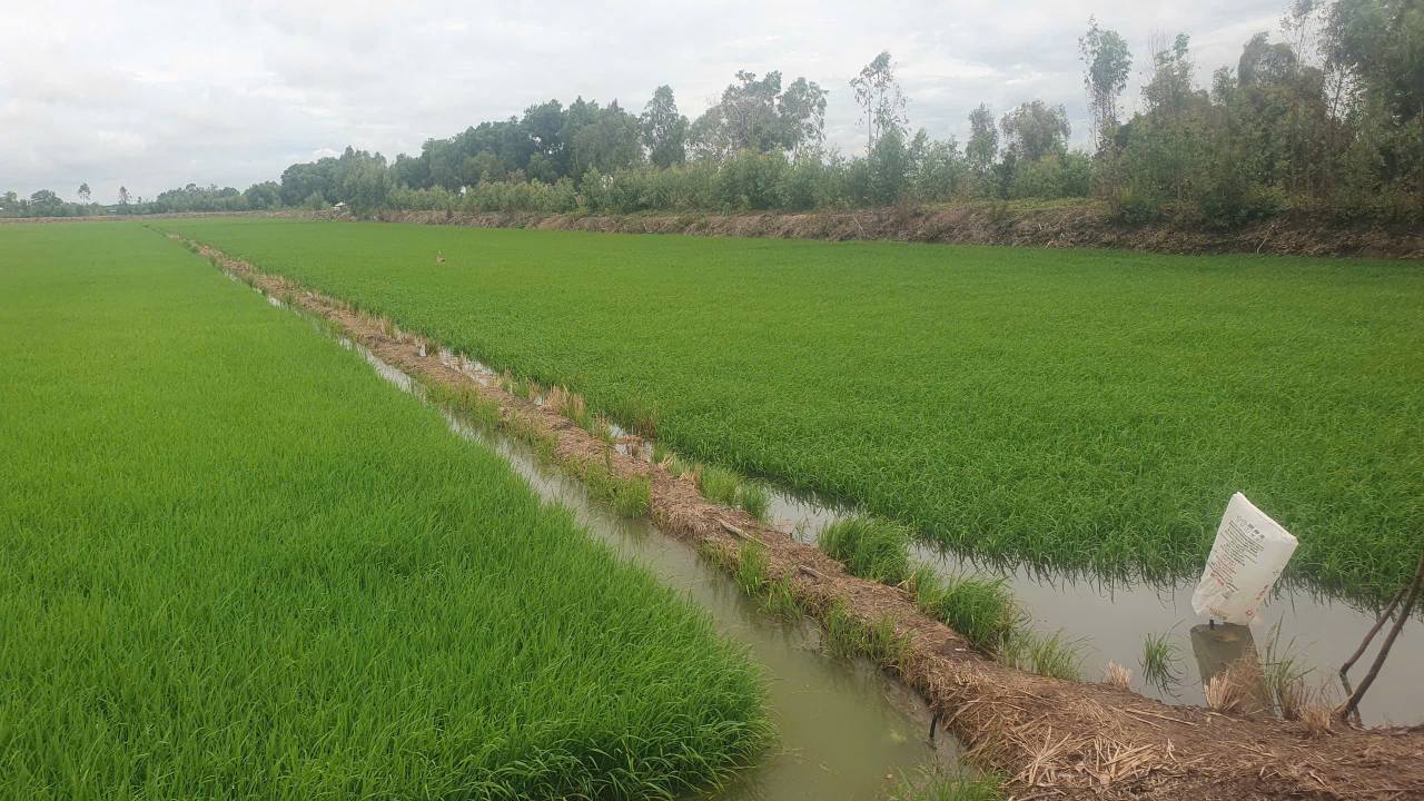 Đất nền 5400m² xã Thanh Thạnh Hòa, Tân Phước - Giá chỉ 999 triệu, cơ hội đầu tư tuyệt vời!