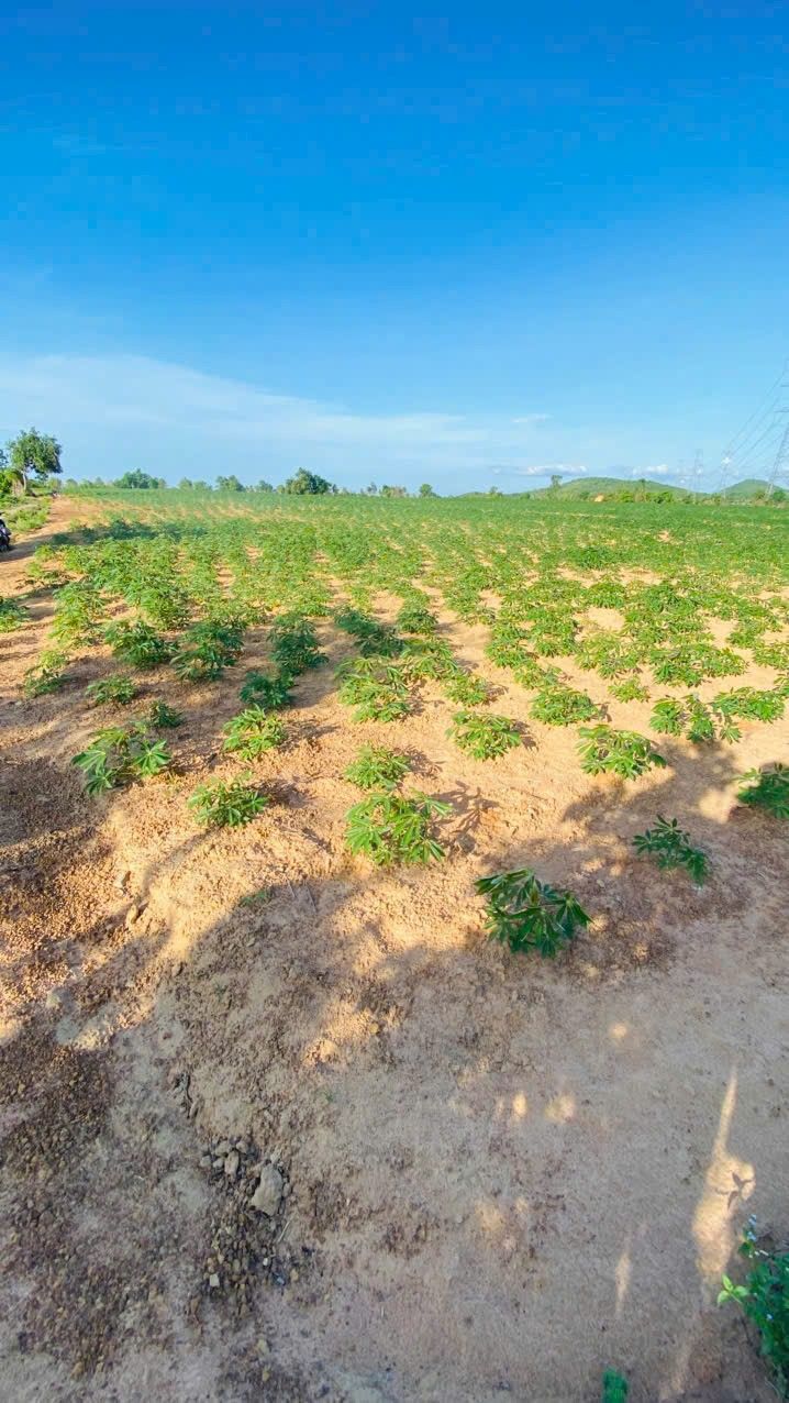 Đất Farm 13000m² tại Bình Tân, Bắc Bình chỉ 4.68 tỷ - Đầu tư sinh lời ngay!