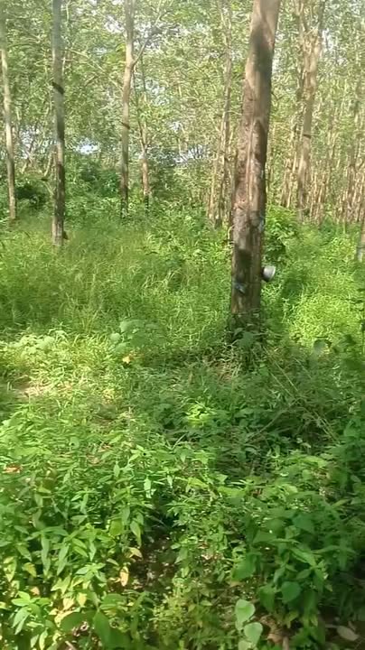 Đất nền Tân Hưng 12.000m² giá 1.6 tỷ - Cơ hội đầu tư tuyệt vời!