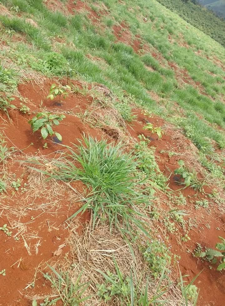 Đất nền Tân Thanh Lâm Hà 36.000m² giá chỉ 1.3 tỷ - Đầu tư sinh lời ngay!