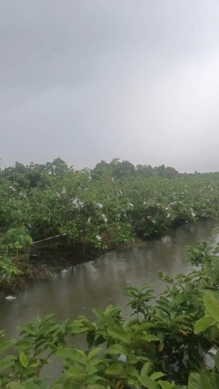 Đất vườn 3400m² tại xã Thiện Trí, Cái Bè giá 1.36 tỷ - Sổ hồng chính chủ!