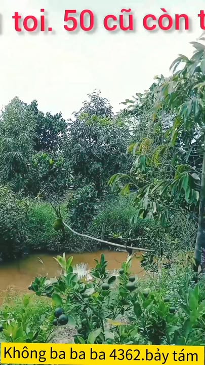 Đất ruộng 1.700m² xã Mỹ Trung, Cái Bè, Tiền Giang - Giá chỉ 1.05 tỷ, thương lượng trực tiếp!