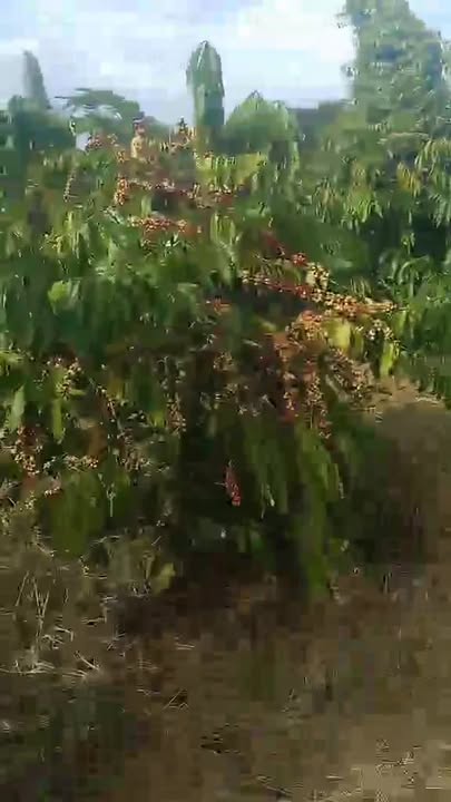 Đất nền Cư Êbur Buôn Ma Thuột 7000m² giá 2.45 tỷ - Đầu tư sinh lời ngay!