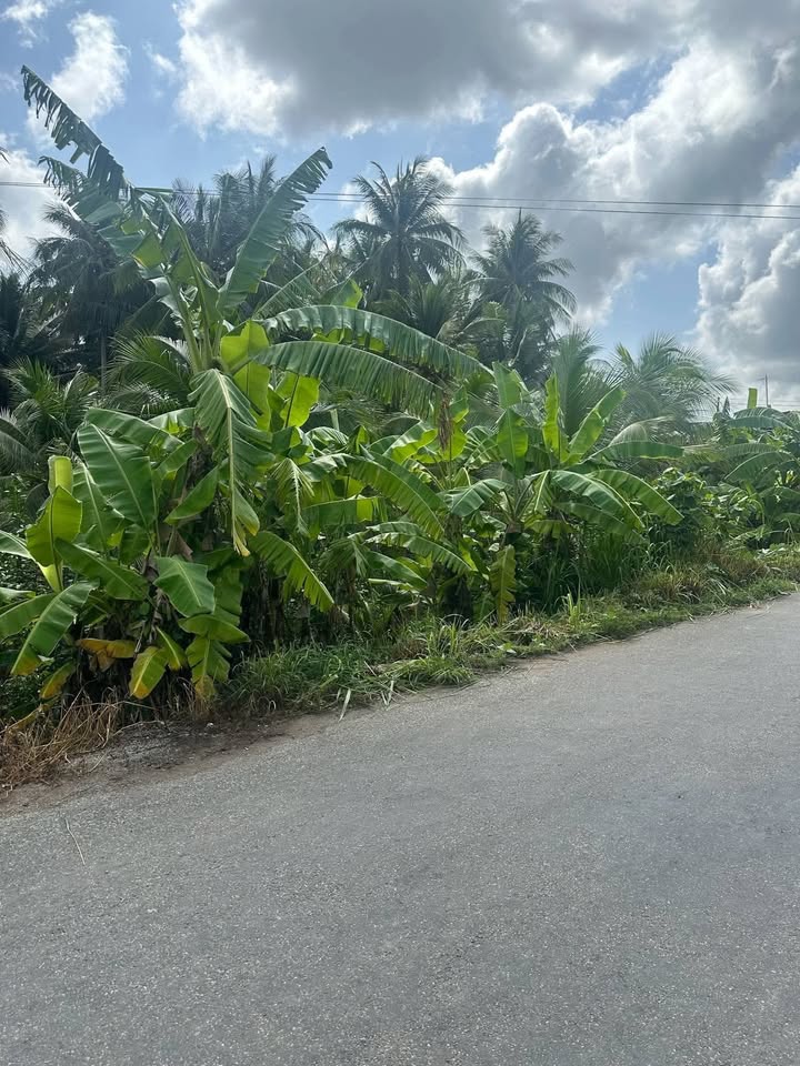 Đất nền 726m² xã Lộc Thuận, Bến Tre - Giá chỉ 880 triệu, đầu tư sinh lời!