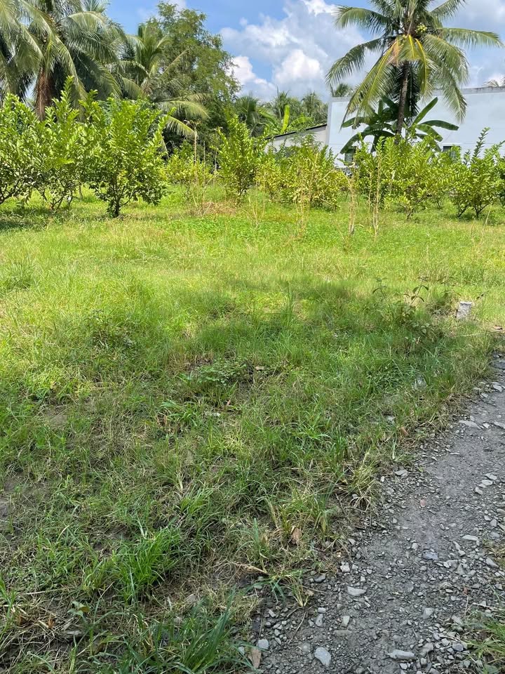 Đất nền Hưng Nhượng Giồng Trôm 293m² chỉ 300 triệu - Cơ hội đầu tư tuyệt vời!