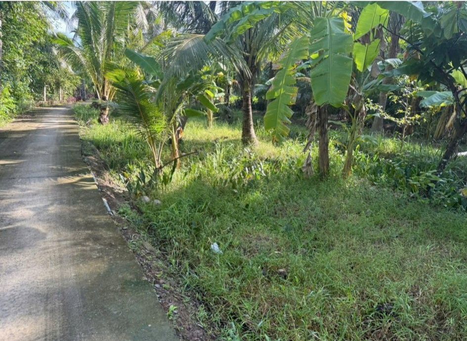 Đất vườn Thạnh Ngãi, Mỏ Cày Bắc 1353m² giá 620 triệu - Cơ hội đầu tư hấp dẫn!