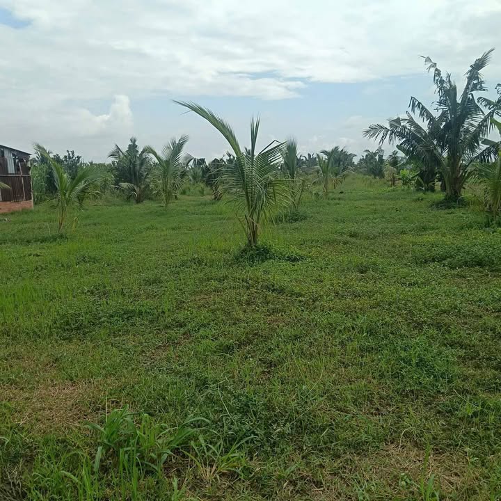 Đất vườn dừa An Ngãi Trung 12000m² giá 336 triệu - Cơ hội đầu tư hấp dẫn!