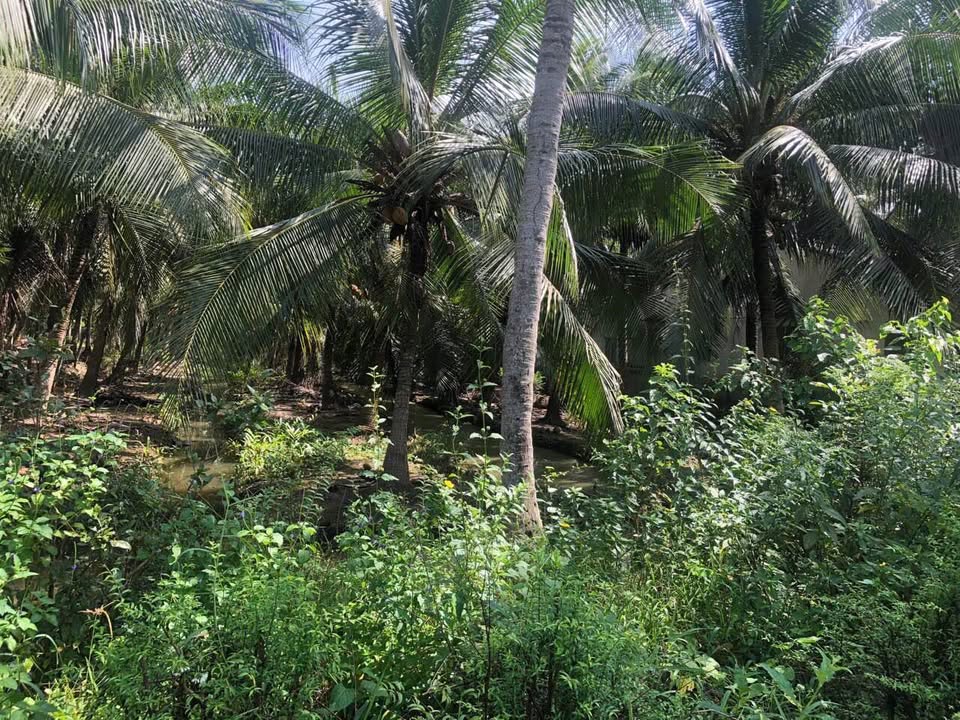 Đất thổ cư 200m² mặt tiền đường Cống Ba Kỳ, Thạnh Phú - Giá chỉ 1.3 tỷ!