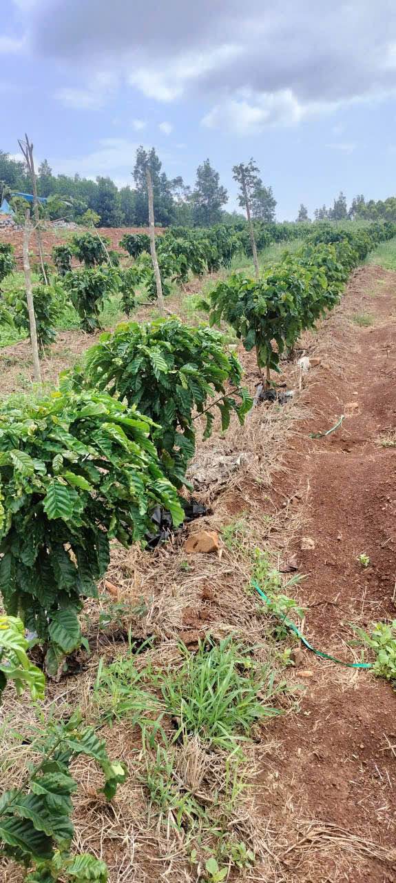 Đất Farm 4,8ha tại Thôn An Định, Đăk Pơ - Giá 1,65 tỷ - Đầu tư sinh lời dài hạn!