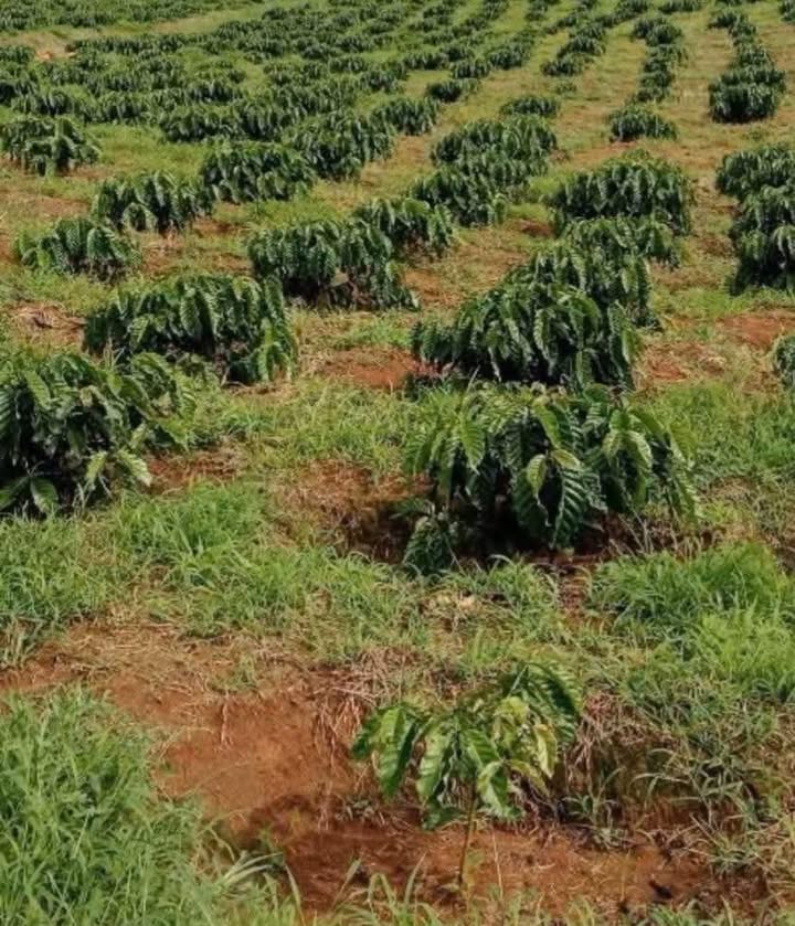 Đất Tân Hà Lâm Đồng 25000m² giá 1.8 tỷ - Sổ đỏ chính chủ, view thoáng đẹp!