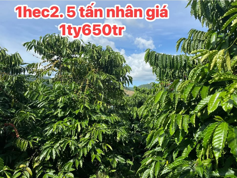 Đất nền 1ha tại xã Krông Nô, Đắk Lắk giá chỉ 1.65 tỷ - Cơ hội đầu tư tuyệt vời!