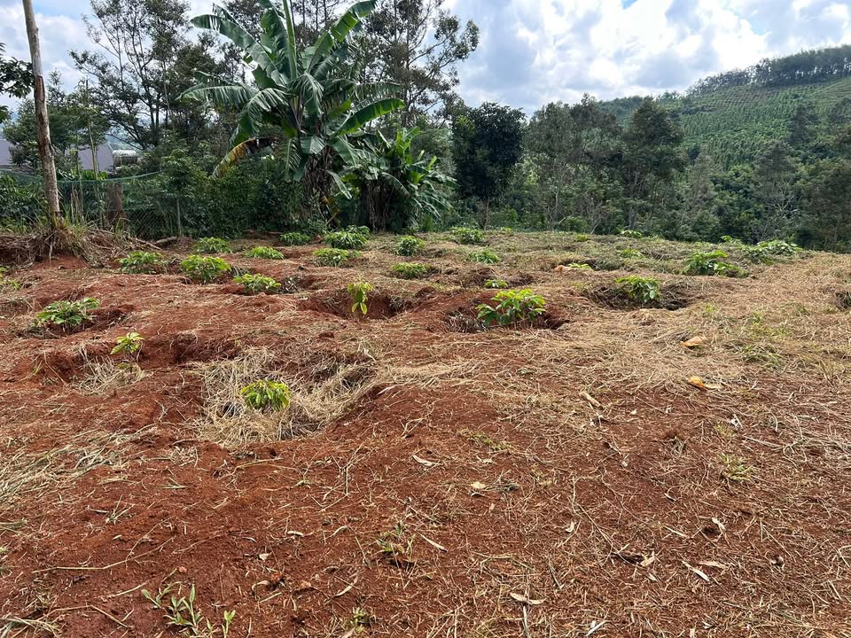 Đất nền Đắk Môl 1200m² giá 750 triệu - Đầu tư sinh lời nhanh chóng!