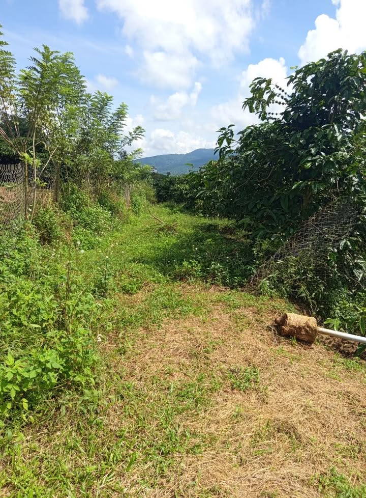 Lô đất đẹp Bảo Thuận, Di Linh 2.3 sào giá 920 triệu - Cơ hội đầu tư hấp dẫn!